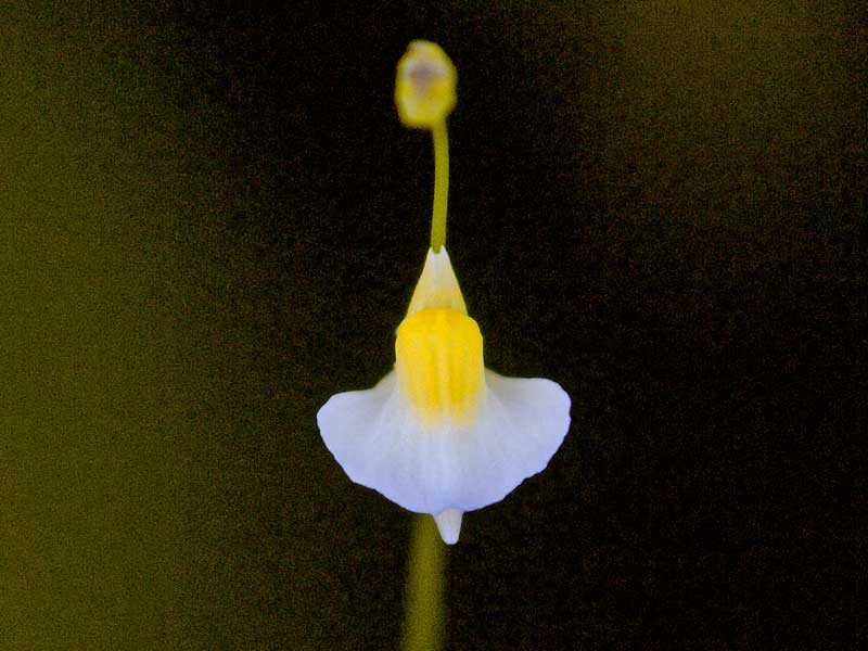 P1000362_Utricularia_bisqua.jpg