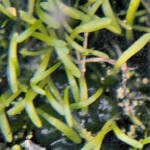 Utricularia bisquamata leaves with a close up lens filter.