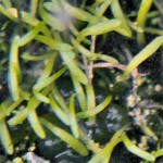 Utricularia bisquamata leaves with a close up lens filter. Utricularia bisquamata leaves with a close up lens filter.