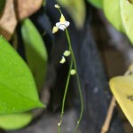 Utricularia bisquamata flowering stem - bladderwort Utricularia bisquamata flowering stem - bladderwort
