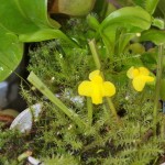 Utricularia subulata plant - bladderwort Utricularia subulata plant - bladderwort