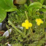 Utricularia subulata plant - bladderwort