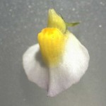 Utricularia bisquamata flower X10 magnification