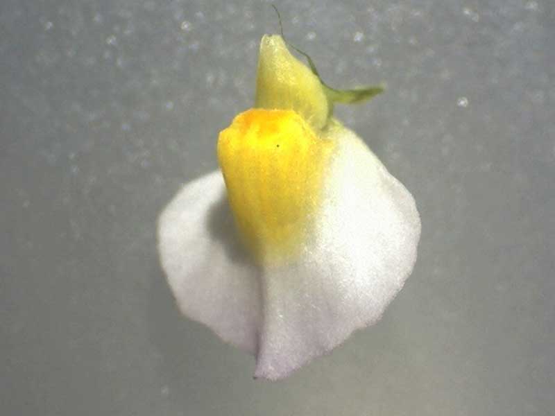 Utricularia_bisquamata_12X1.jpg