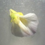 Utricularia bisquamata flower X10 magnification