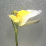 Utricularia bisquamata flower X10 magnification