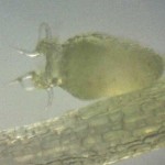 Utricularia bisquamata trap X200 magnification Utricularia bisquamata trap X200 magnification