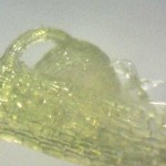 Utricularia bisquamata trap X200 magnification Utricularia bisquamata trap X200 magnification