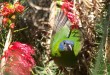 Blue Faced Parrot Finch