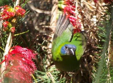 Blue Faced Parrot Finch