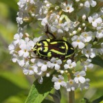 Fiddler Beetle, 20th Dec 2011