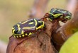 Fiddler Beetles