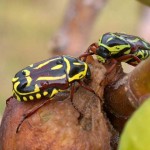 Fiddler Beetles Fiddler Beetles