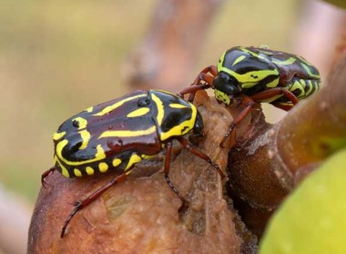 Fiddler Beetles