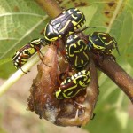 Fiddler Beetles Fiddler Beetles