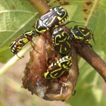 Fiddler Beetles