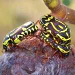 Fiddler Beetles Fiddler Beetles