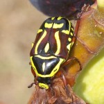 Fiddler Beetle Fiddler Beetle