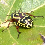 Fiddler Beetle Fiddler Beetle