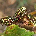 Fiddler Beetles Fiddler Beetles