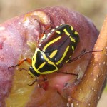 Fiddler Beetle Fiddler Beetle