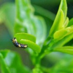 Young Dainty Swallowtail caterpillar. Young Dainty Swallowtail caterpillar.