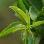 Dainty Swallowtail egg on new grapefruit growth. Dainty Swallowtail egg on new grapefruit growth.