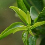 Dainty Swallowtail egg on new grapefruit growth.