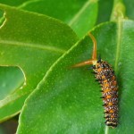 A disturbed caterpillar displaying it's osmeterium.