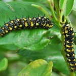 Mature caterpillars on a lemon tree.