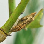 Dainty Swallowtail chrysalis on a Hand of Budda citrus.