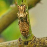 Same chrysalis fro a different angle, blending in. Same chrysalis fro a different angle, blending in.
