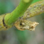 Chrysalis from above - note the silk anchor threads. Chrysalis from above - note the silk anchor threads.
