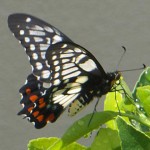 Hunting for suitable egg laying sites Hunting for suitable egg laying sites