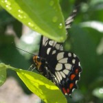 The Dainty or Dingy Swallowtail