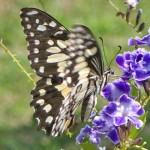 Lime or Chequered Swallowtail Butterfly