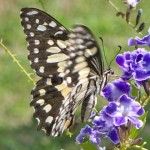 Lime or Chequered Swallowtail Butterfly Lime or Chequered Swallowtail Butterfly
