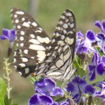 Feeding on Duranta repens Geisha Girl flowers Feeding on Duranta repens Geisha Girl flowers