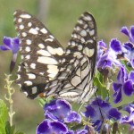 Feeding on Duranta repens Geisha Girl flowers