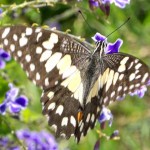 Chequered shoulder pattern on the wings.