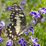Distinctive blue and orange eye spots on the wings Distinctive blue and orange eye spots on the wings