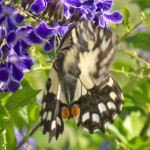 Lower orange eye spots and constantly moving upper wings.