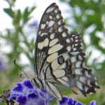 Lime or Chequered Swallowtail side profile. Lime or Chequered Swallowtail side profile.