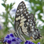 Lime or Chequered Swallowtail side profile.