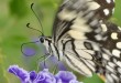 Lime or Chequered Swallowtail