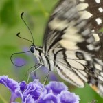 Lime or Chequered Swallowtail Lime or Chequered Swallowtail