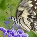 Lime or Chequered Swallowtail