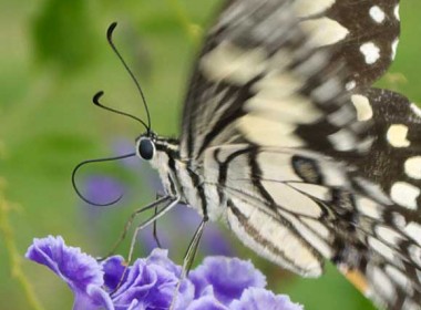Lime or Chequered Swallowtail