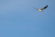 Black Shouldered Kite