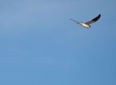 Black Shouldered Kite